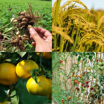 25 KG/Kantong Mono Kalium Fosfat H2KO4P 98% Min Untuk Penggunaan Industri dan Pertanian